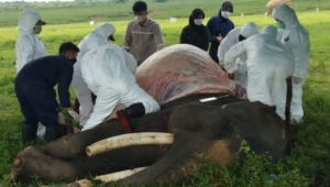 Gajah mati di Taman Nasional Way Kambas