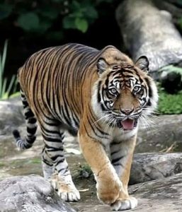 Harimau Sumatera