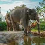 Elephant Park Taman Satwa Lembah Hijau Lampung