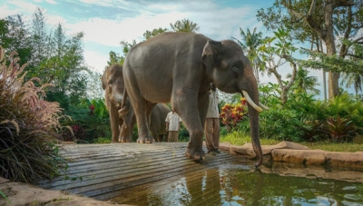 Elephant Park Taman Satwa Lembah Hijau Lampung
