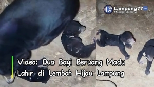 Video dua bayi beruang madu lahir di Lembah Hijau Lampung