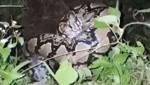 Ular Piton ditemukan di Lampung Timur