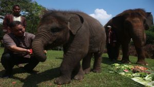 Gajah Rawana