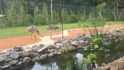 Kulineran sambil melihat satwa di Resto Lembah Hijau