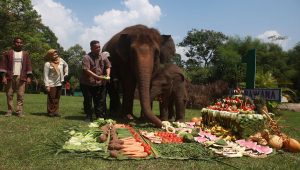 Ulang tahun gajah Rawana