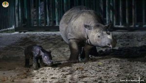 Anak badak Sumatera lahir di Taman Nasional Way Kambas