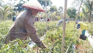 Petani di Lampung Timur panen cabai merah
