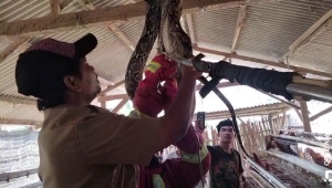 Ular piton di kandang ayam Lampung Selatan