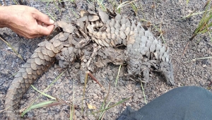 Satwa mati terpanggang akibat kebakaran hutan di Taman Nasional Way Kambas (TNWK)