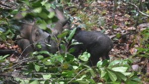 Anak Badak Sumatera Lahir di Taman Nasional Way Kambas