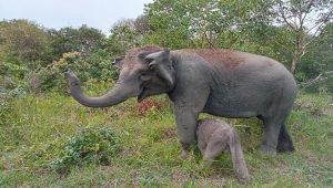 Anak Gajah Sumatera Lahir di Way Kambas Lampung