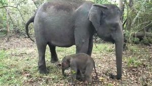 Bayi gajah sumatera lahir di Taman Nasional Way Kambas