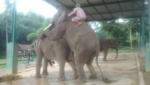 Mahout Lembah Hijau Lampung memberikan pelatihan breeding gajah di PLG Seblat