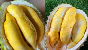 Durian Bawor dan Musang King di Saburai Durian Bandar Lampung