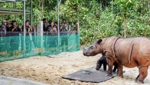 Anak Badak Sumatera di Taman Nasional Way Kambas