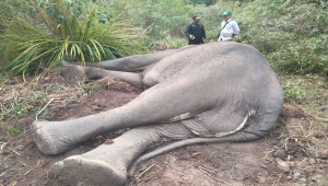 Gajah Dugul, Gajah paling ditakuti di hutan Taman Nasional Way Kambas Lampung ditemukan mati