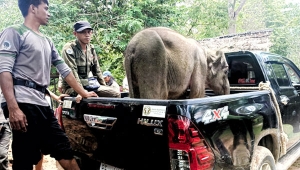 Anak gajah Sumatera kena jerat pemburu di hutan TNWK Lampung
