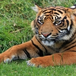 Harimau