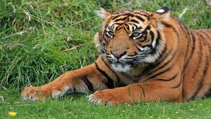 Harimau