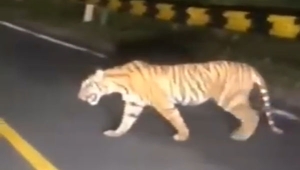 Harimau Sumatera Melintas di Jalan Lampung