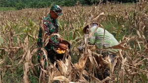 Serda Rally bantu petani panen jagung