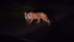 Harimau Sumatera Melintas di Jalan Pesisir Barat Lampung