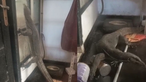 Biawak masuk rumah warga di Bandar Lampung