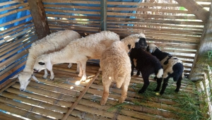 Pencurian kambing di Pringsewu