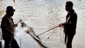 BKSDA Tangkap Buaya 3 Meter di Sungai Semaka Tanggamus