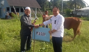 ASDP Salurkan 20 Sapi Kurban di Idul Adha 2024