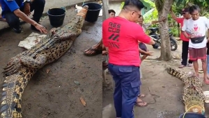 Buaya 5 meter ditangkap warga Lampung Selatan