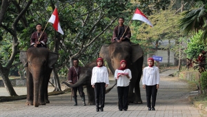 3 gajah Sumatera ikut upacara HUT ke-79 RI di Lembah Hijau Lampung