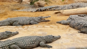 Buaya