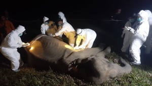 Gajah Bunga mati di Taman Nasional Way Kambas Lampung