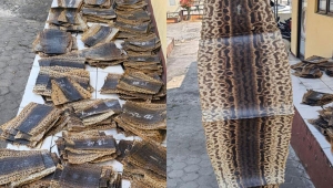 Penyelundupan Kulit Ular Piton di Bakauheni Lampung