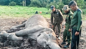 Gajah Mati di Taman Nasional Way Kambas Lampung