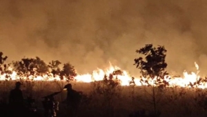 Kebakaran Landa Taman Nasional Way Kambas Lampung