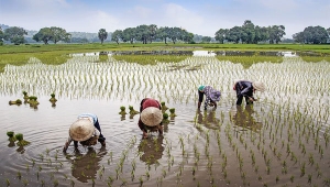 Petani