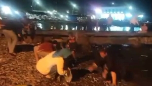 Ikan Naik ke daratan di Pantai Tanggamus Lampung
