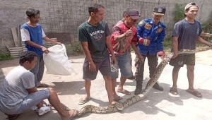 Ular Piton Masuk Rumah Warga di Lampung Selatan