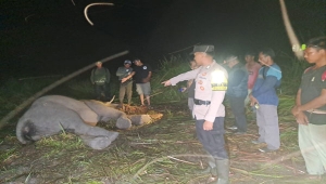 Anak Gajah Mati di Taman Nasional Way Kambas Lampung