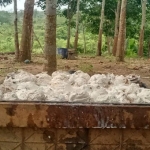 Harga Getah Karet Naik di Way Kanan Lampung