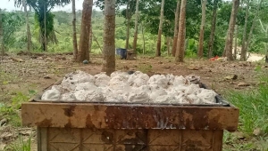 Harga Getah Karet Naik di Way Kanan Lampung