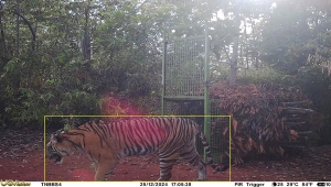 Harimau terekam kamera melintas dekat kandang jebak di Lampung