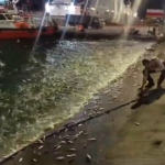 Ikan loncat ke daratan di Pelabuhan Panjang Lampung