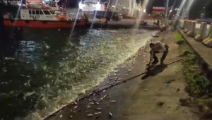 Ikan loncat ke daratan di Pelabuhan Panjang Lampung