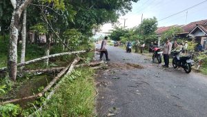 Pohon Tumbang Timpa 3 orang di Way Kanan Lampung