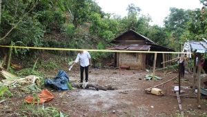 Wanita diserang gajah di Tanggamus Lampung