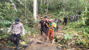 Harimau mangsa petani di Lampung Barat