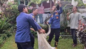 Ular Piton
